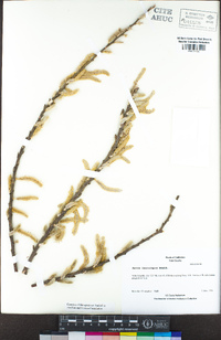 Salix lasiolepis image