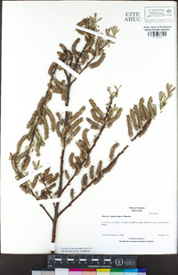 Salix lasiolepis image