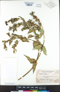 Euphorbia lathyris image