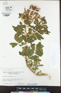 Polanisia dodecandra image