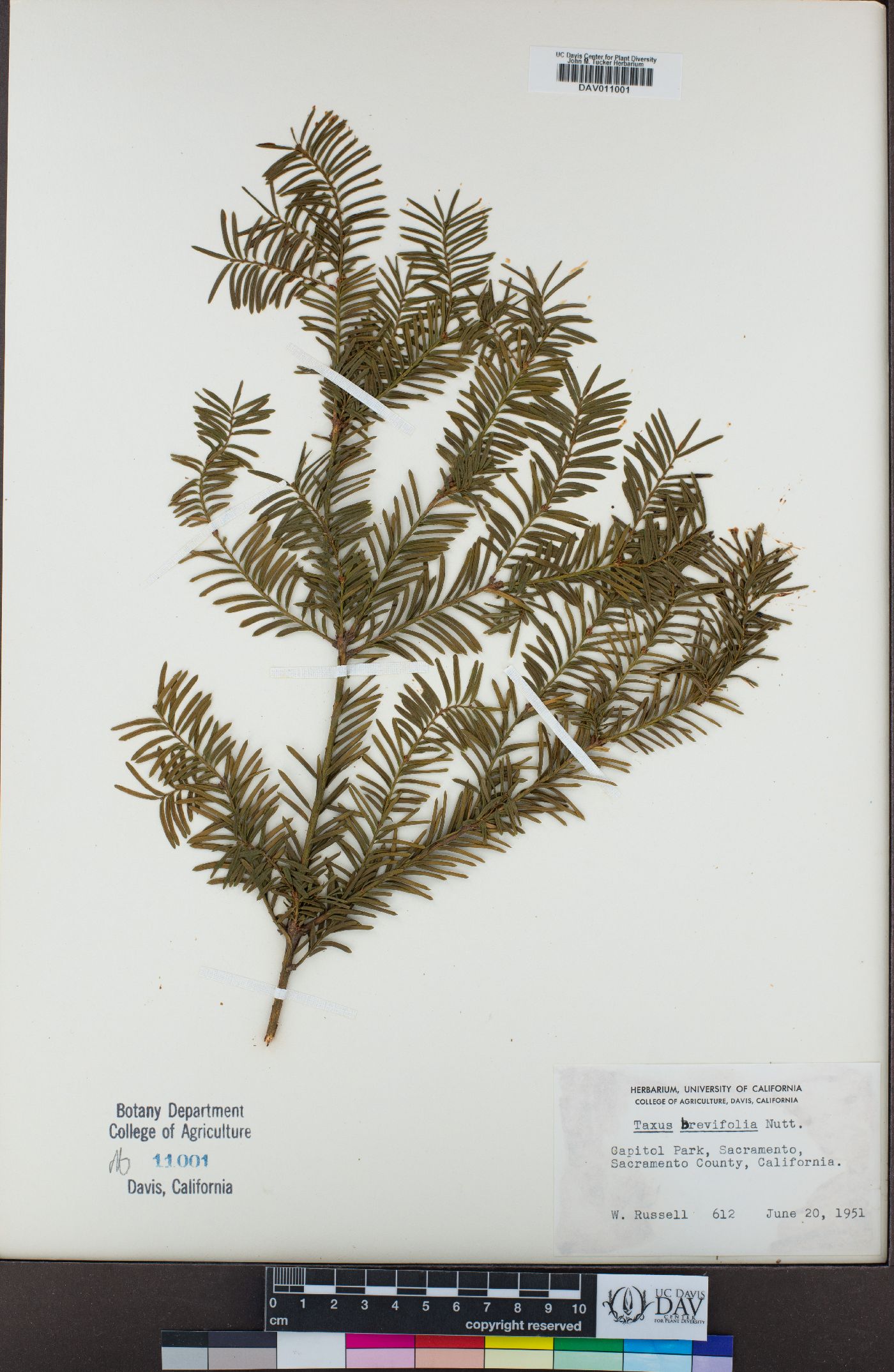 Taxaceae image