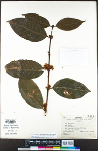 Coffea arabica image