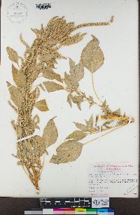 Amaranthus palmeri image