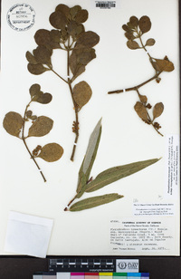 Phoradendron leucarpum subsp. macrophyllum image