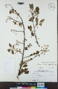 Prunus dulcis image