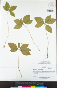 Lysimachia latifolia image