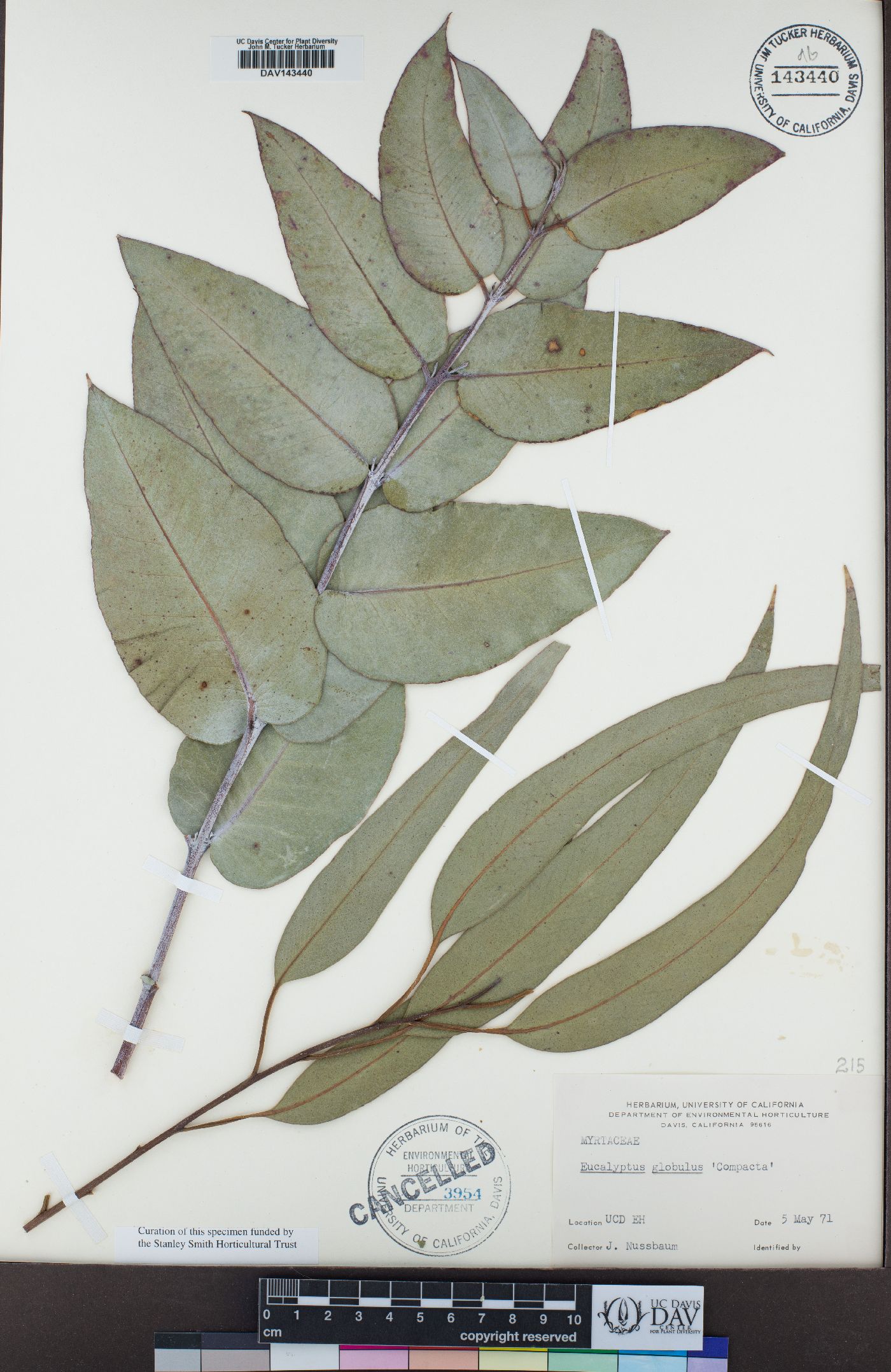 Eucalyptus globulus image