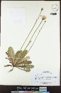 Hypochaeris glabra image