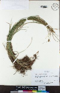 Carex praegracilis image