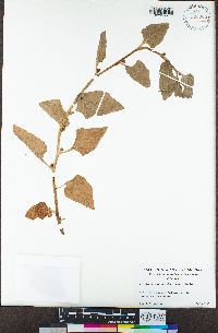 Tetragonia tetragonoides image