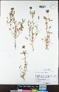 Trifolium willdenovii image