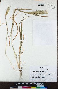 Hordeum murinum subsp. leporinum image