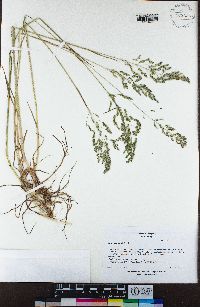 Poa trivialis image