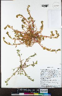 Calandrinia menziesii image