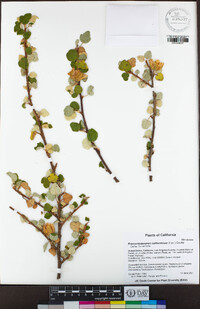 Fremontodendron californicum image