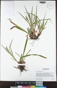 Carex gynodynama image