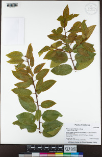 Prunus ilicifolia subsp. lyonii image