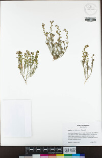 Lepidium oreganum image