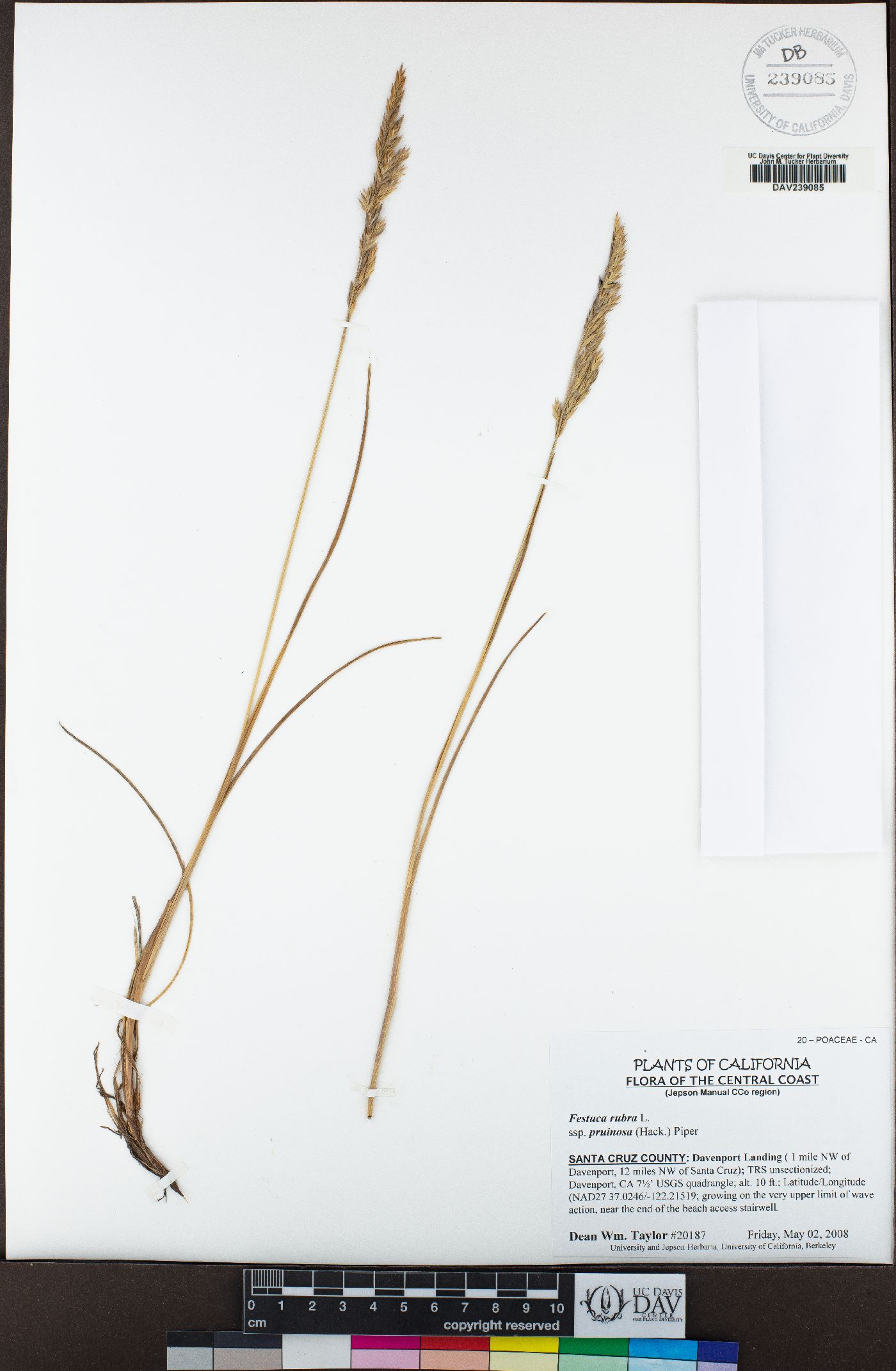 Festuca rubra subsp. pruinosa image