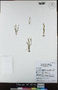 Juncus bufonius image