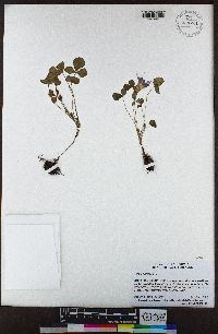 Oxalis purpurea image