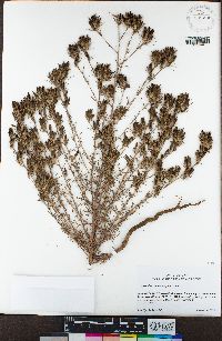 Cordylanthus tenuis subsp. tenuis image