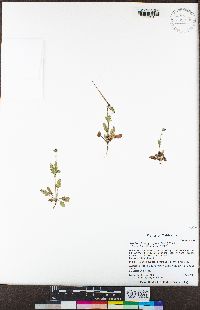 Erodium brachycarpum image