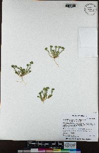 Scleranthus annuus image