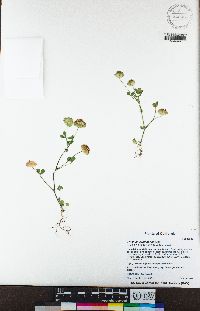 Trifolium cyathiferum image