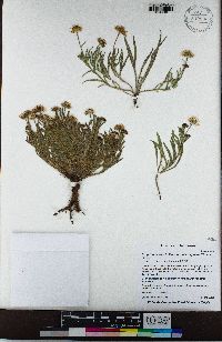 Erigeron eatonii var. plantagineus image