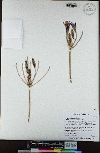 Brodiaea elegans image