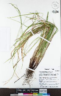 Carex cyrtostachya image