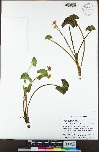 Caltha leptosepala image