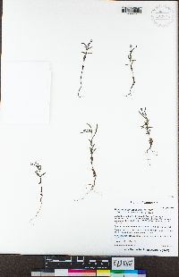 Epilobium minutum image