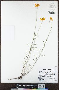 Eriophyllum lanatum image