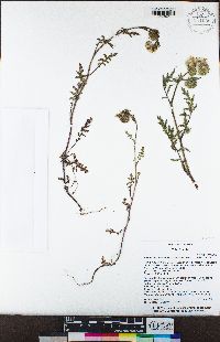 Phacelia cicutaria image