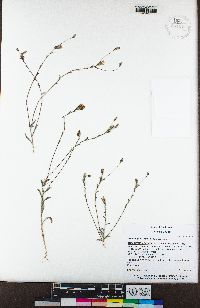 Lessingia leptoclada image