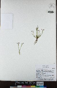 Sisyrinchium micranthum image