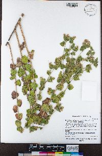 Brickellia californica image