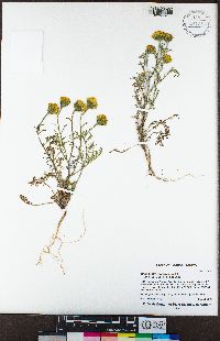 Chaenactis glabriuscula image