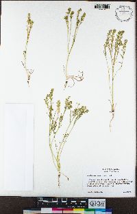 Lepidium acutidens image