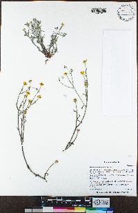 Eriophyllum congdonii image