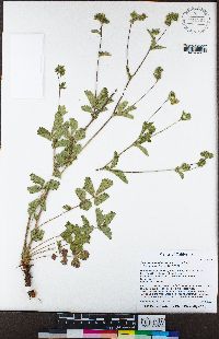 Drymocallis glandulosa image
