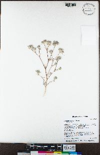 Eriastrum tracyi image