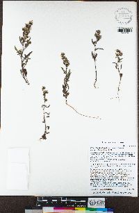 Phacelia stebbinsii image
