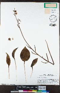 Fritillaria viridea image