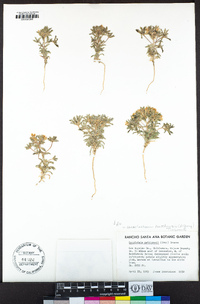 Loeseliastrum matthewsii image