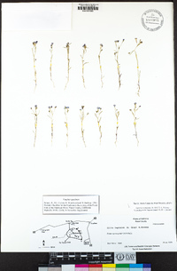 Navarretia leptalea image