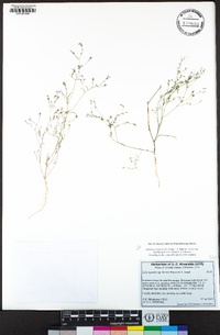 Navarretia leptalea subsp. bicolor image