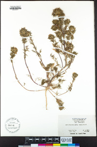 Navarretia squarrosa image